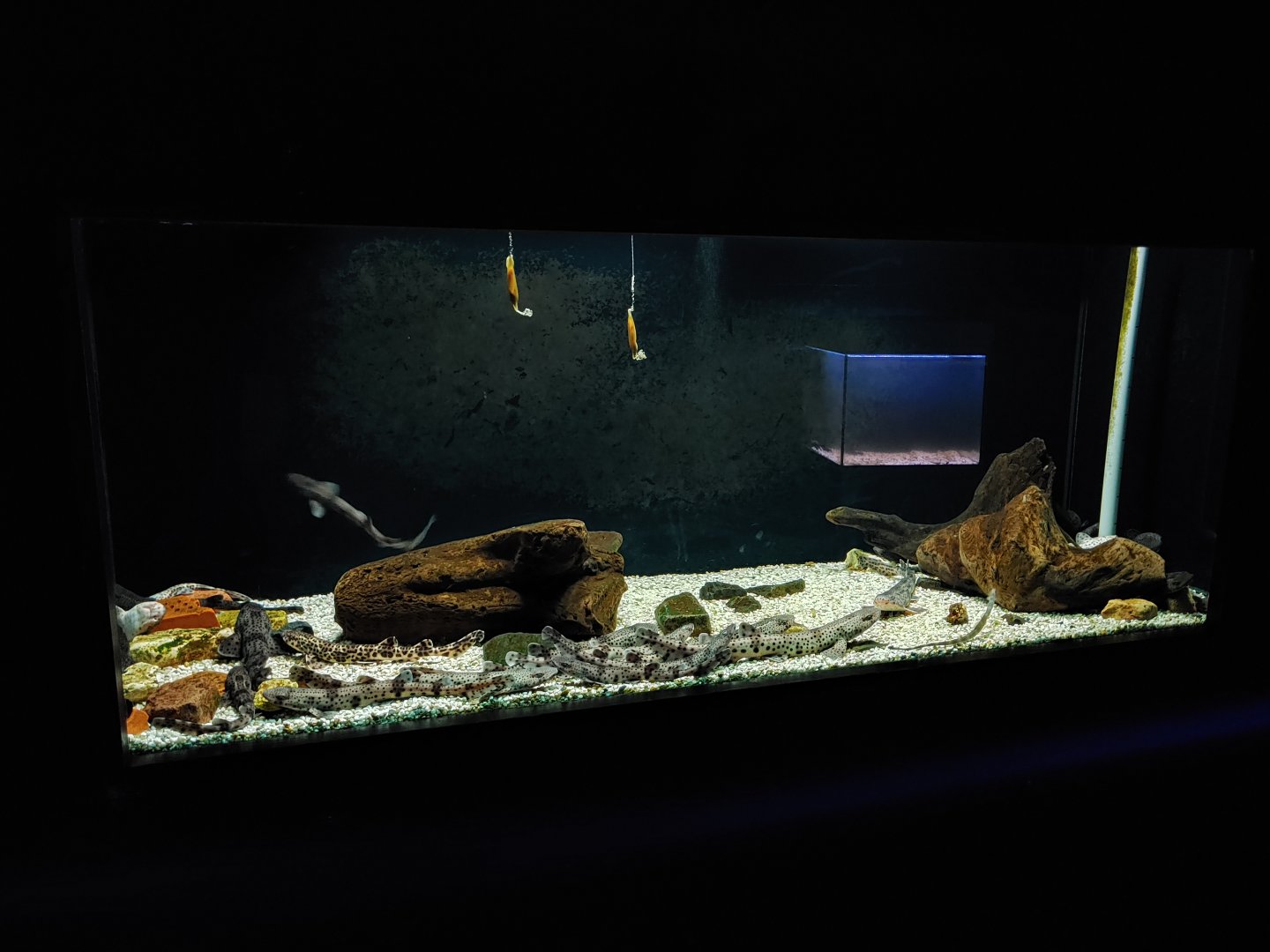 Aquarium for young sharks