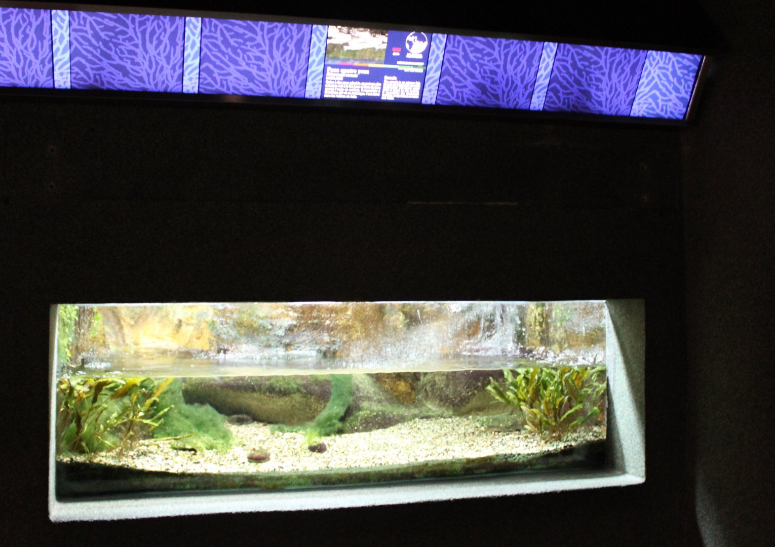 Aquarium Four-eyed fish