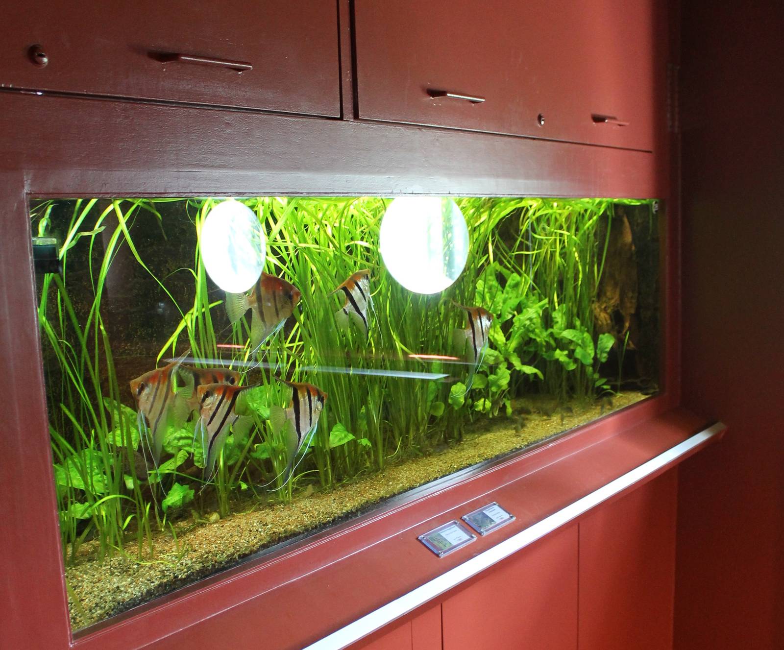 Aquarium Freshwater angelfish