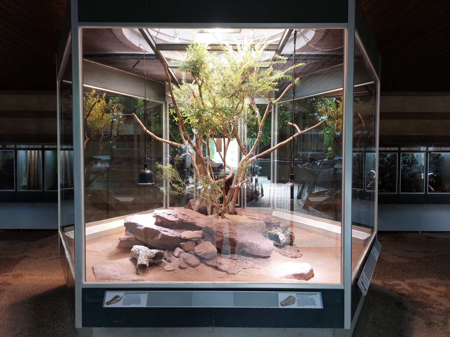 Aquarium - Frilled lizard terrarium