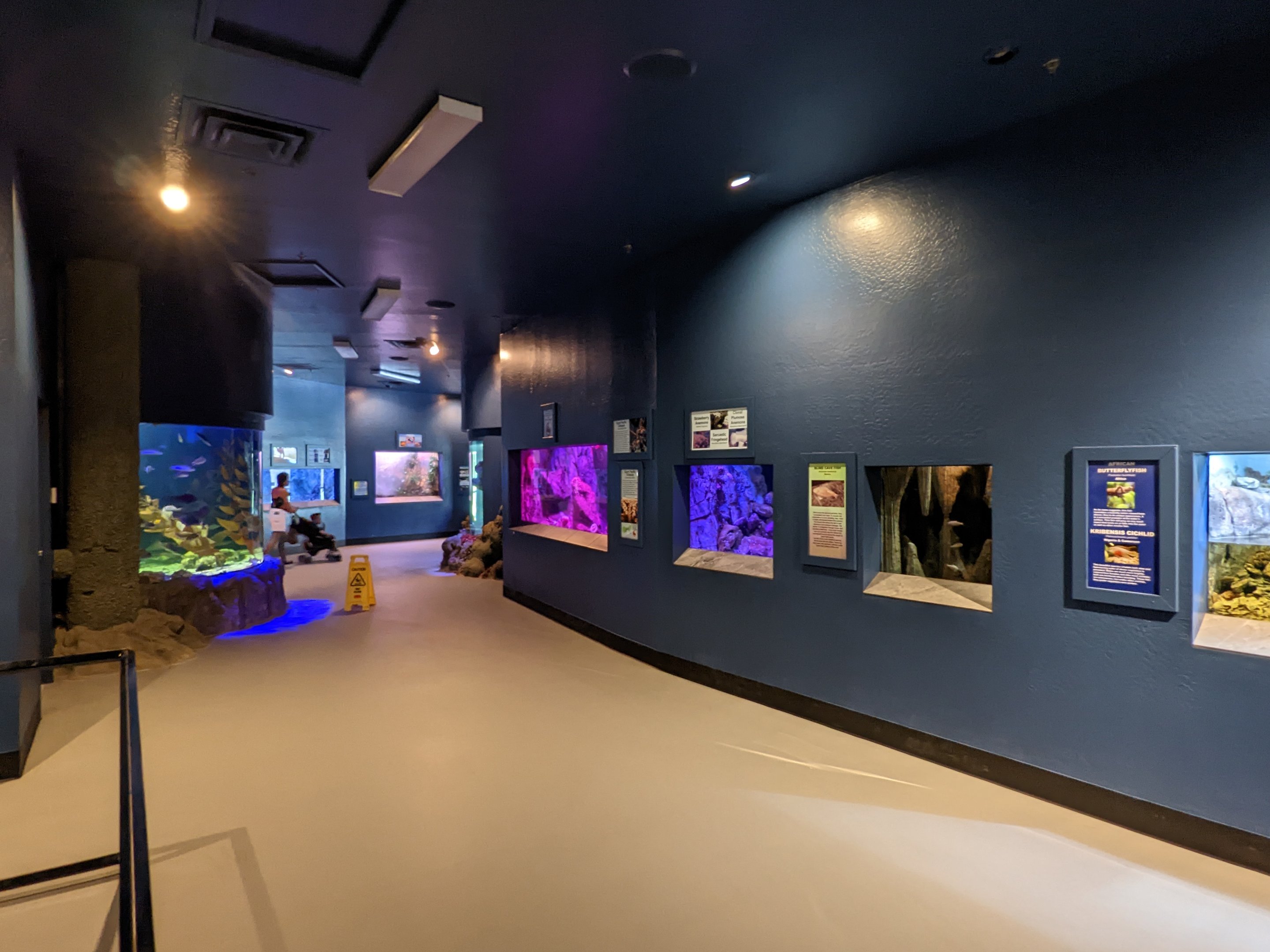 Aquarium - gallery tank view