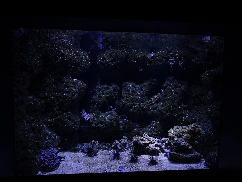 Aquarium: Garden eel tank (species list in comments)