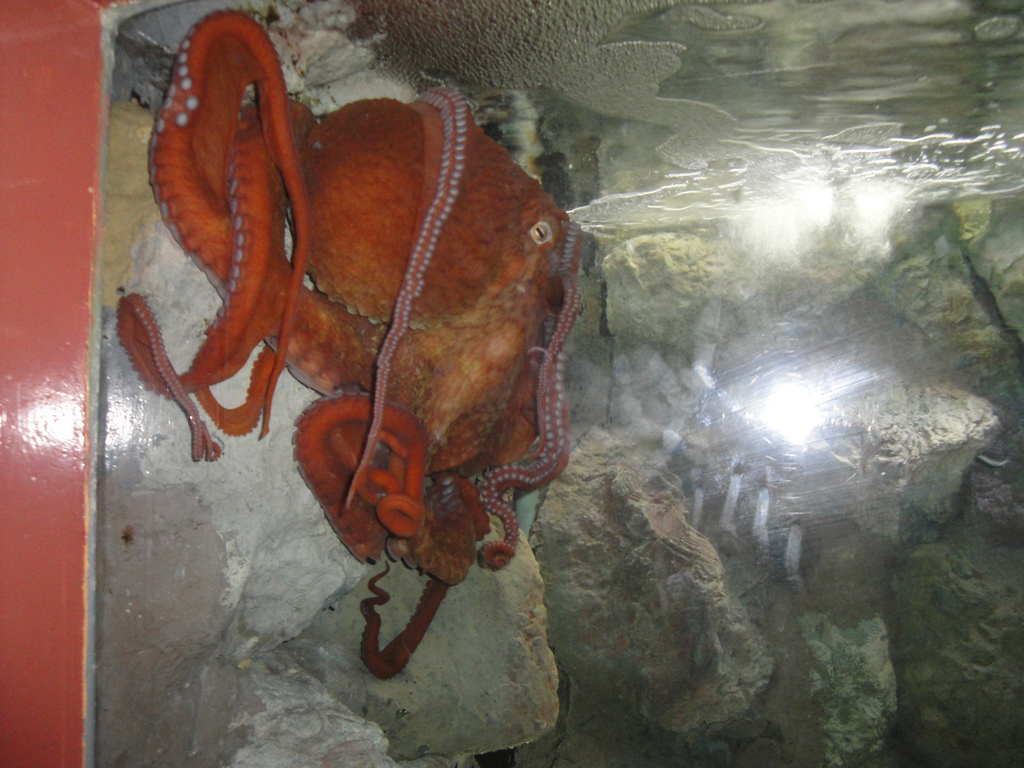 Aquarium - Giant Pacific Octopus