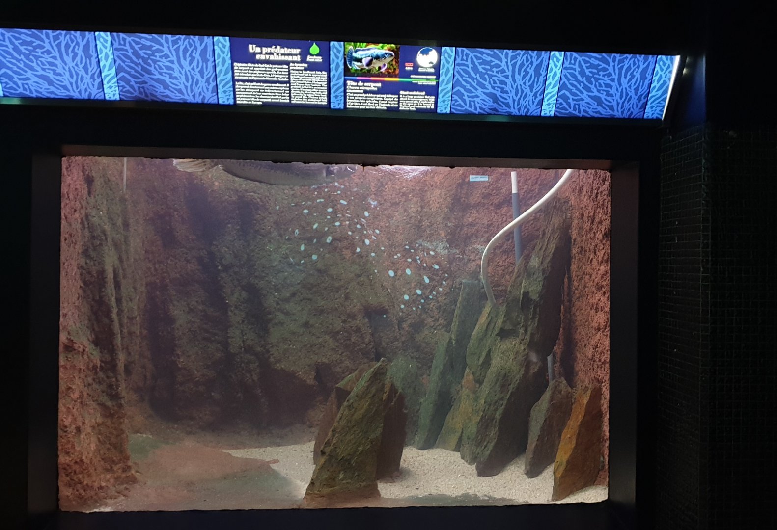 Aquarium Giant snakehead