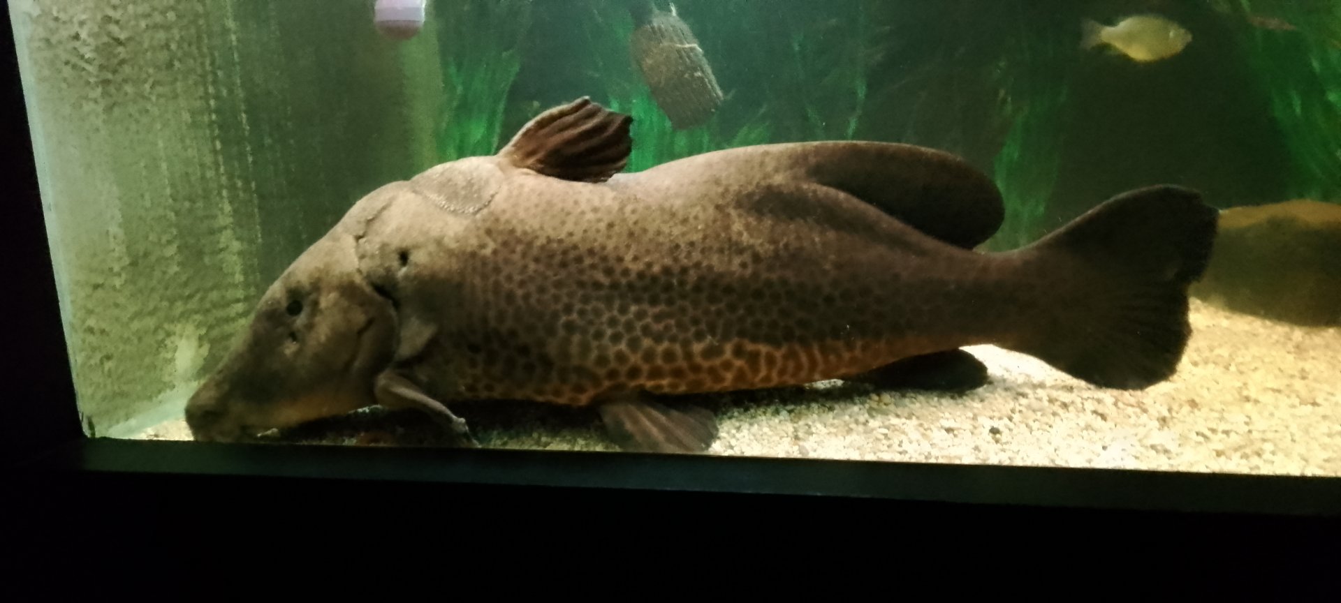 Aquarium- Giraffe Catfish 020225