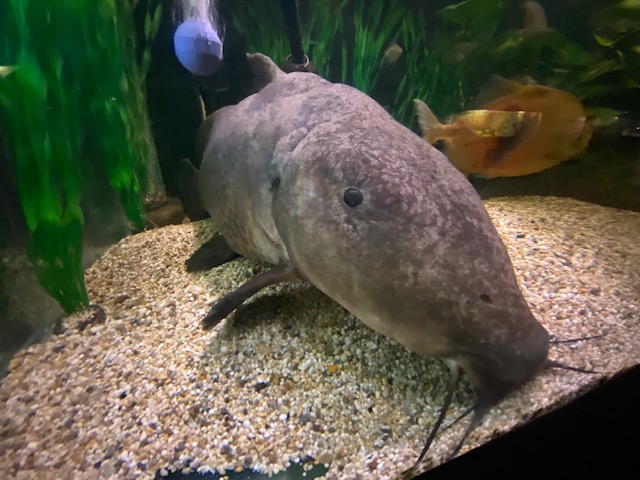 Aquarium - Giraffe catfish 051122