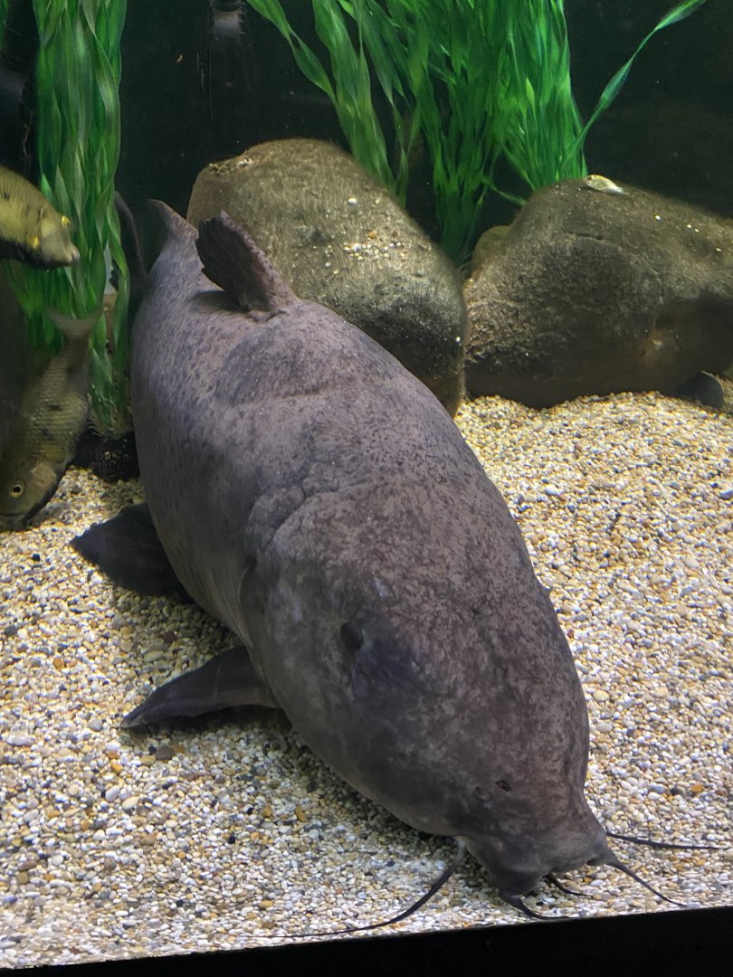 Aquarium - Giraffe catfish 210621