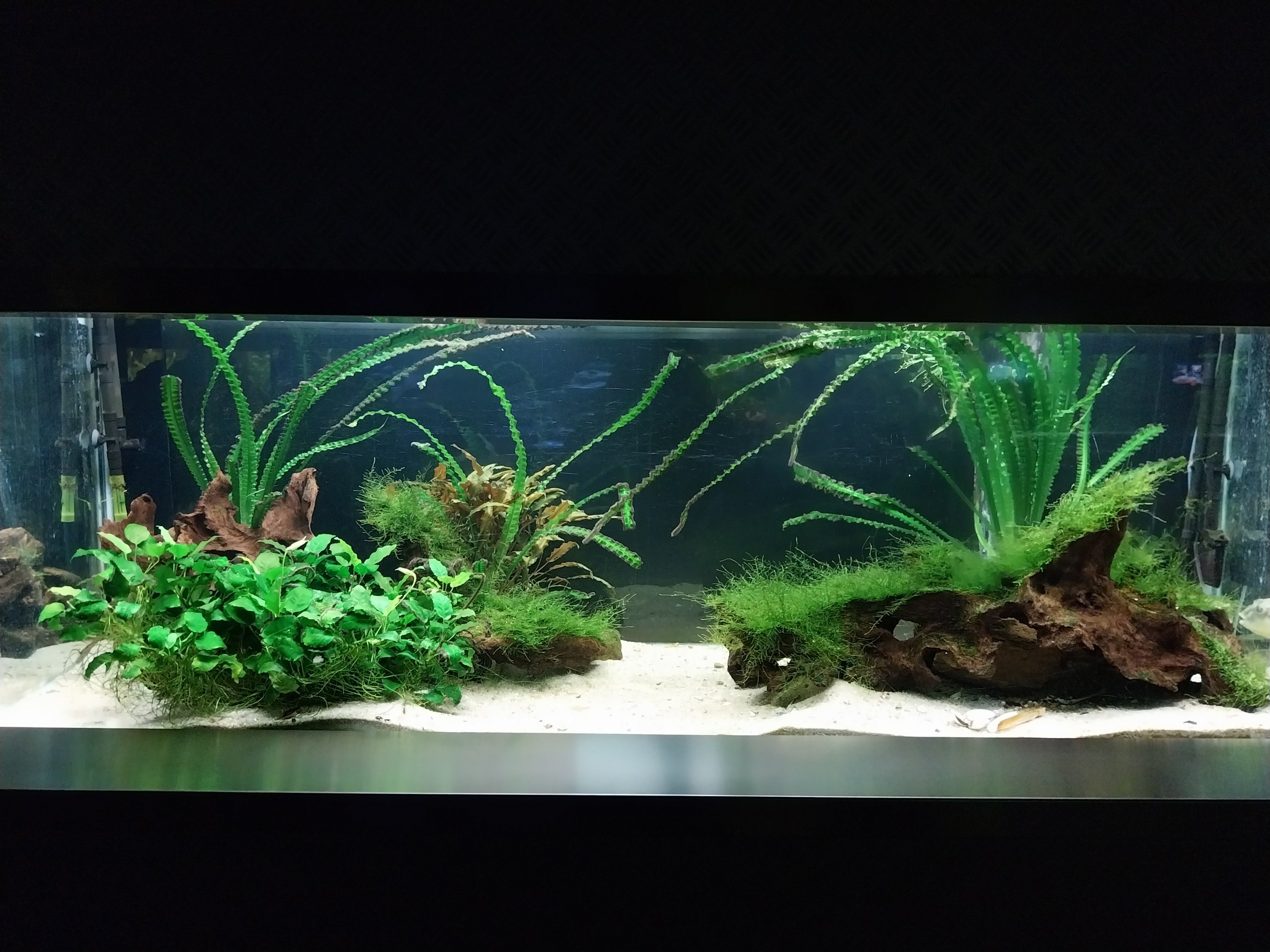 Aquarium - Globe fish (Tetraodon lineatus)