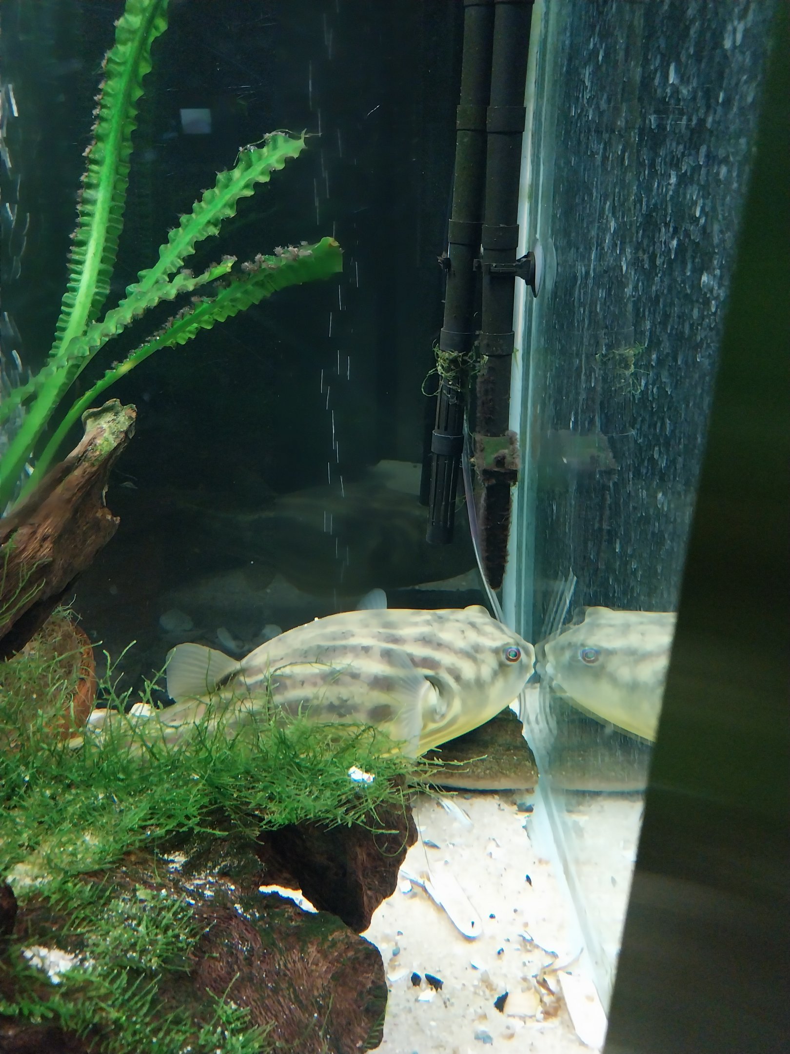 Aquarium - Globe fish (Tetraodon lineatus)