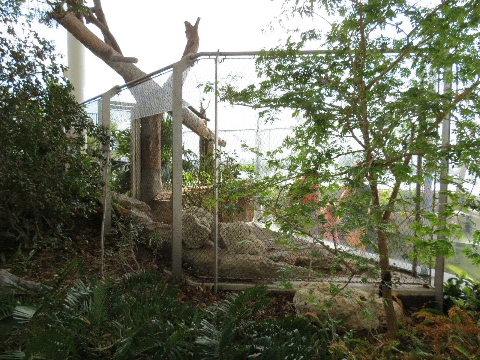 Aquarium - Gopher Tortoise Exhibit