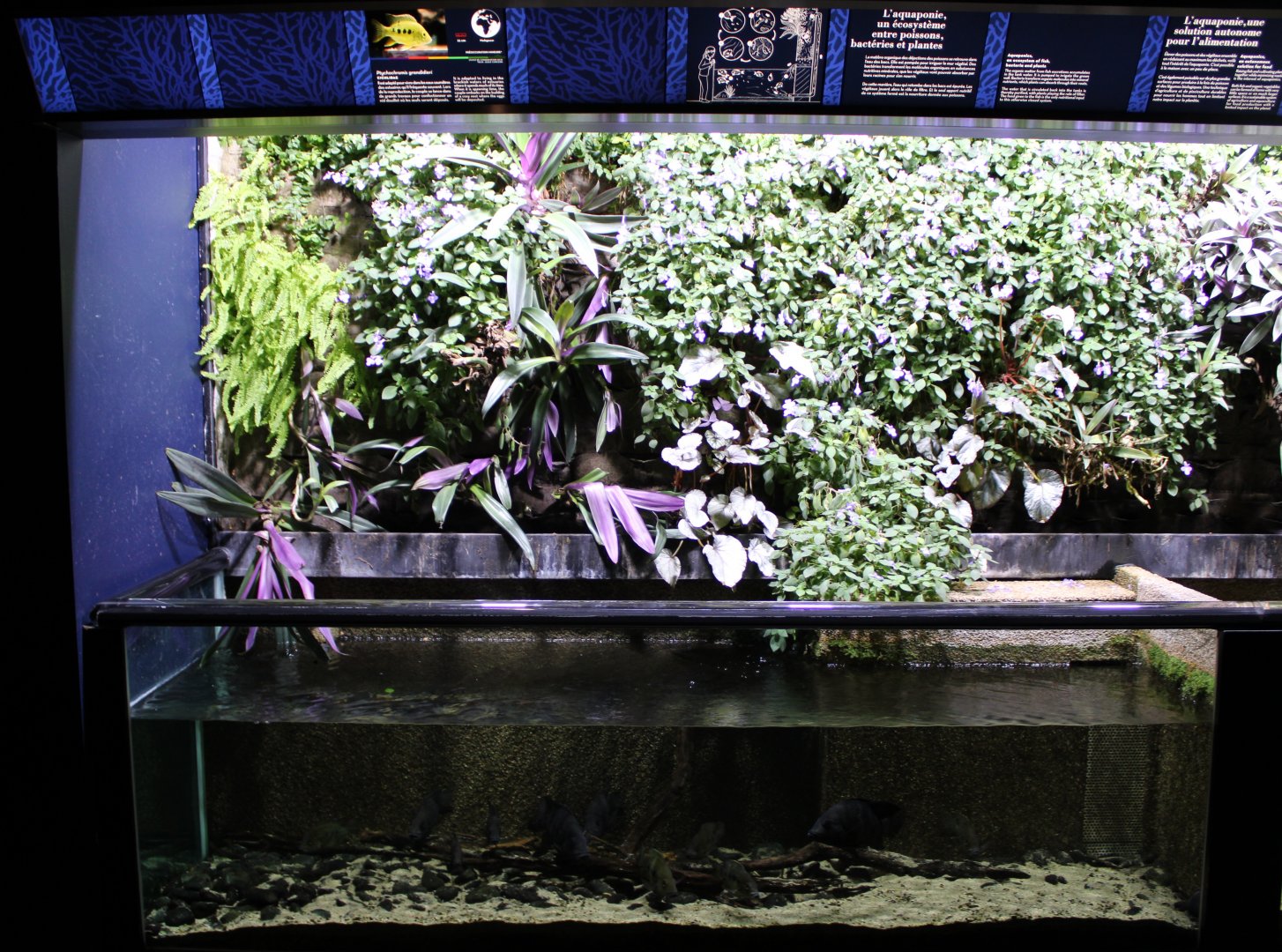 Aquarium Grandidier's malagasy cichlid