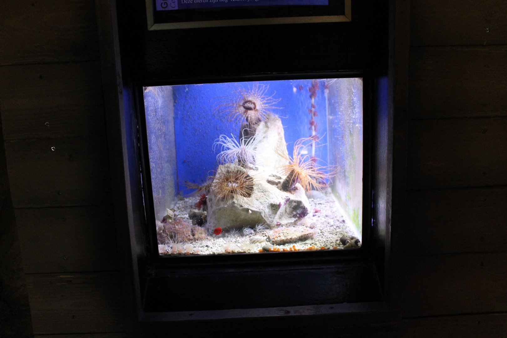 Aquarium Greater cylinder-anemone