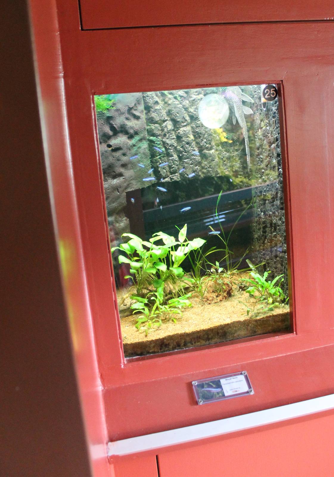 Aquarium Green neon tetra