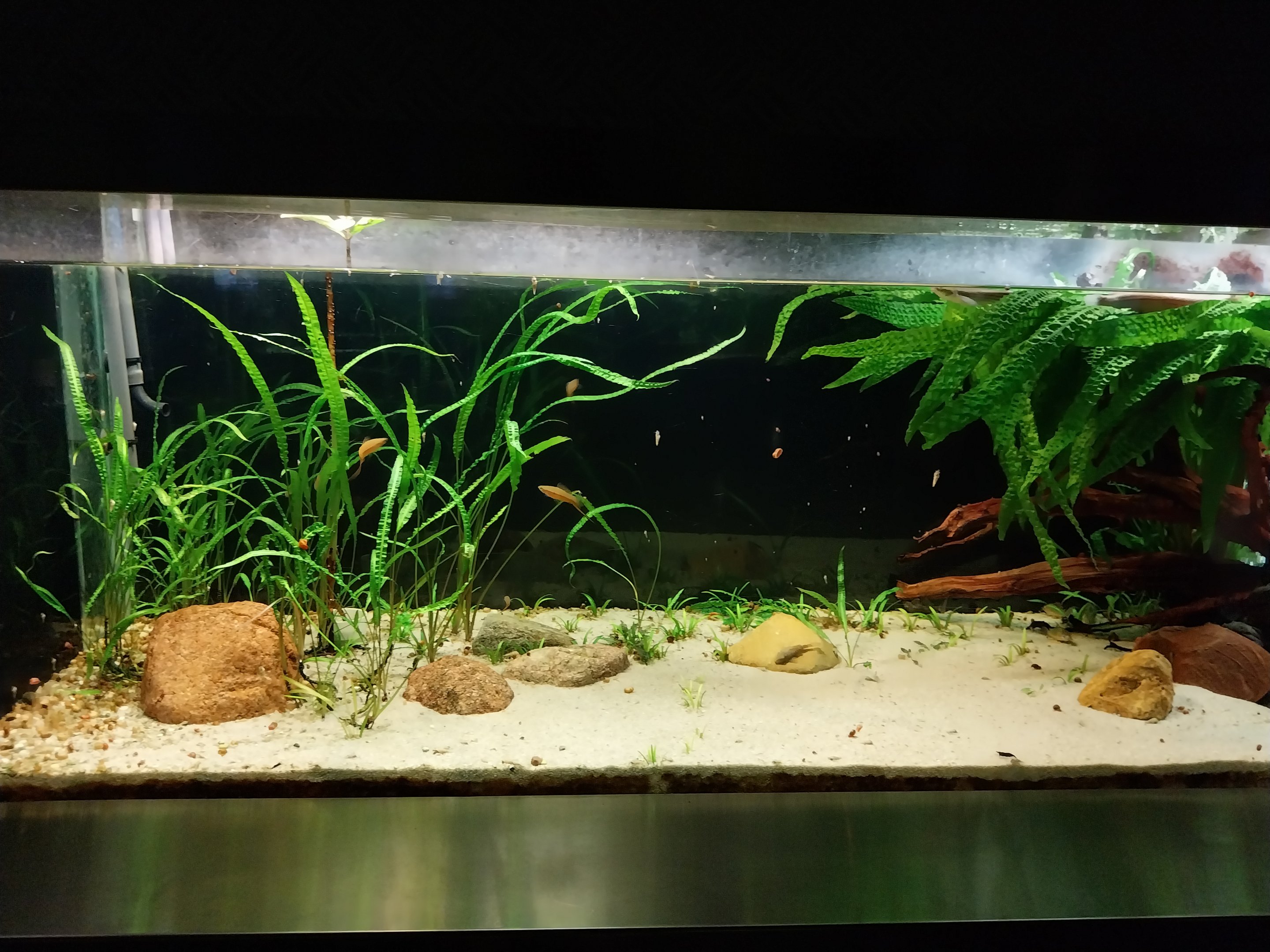 Aquarium - Green Swordtail (Xipphophorus helleri)