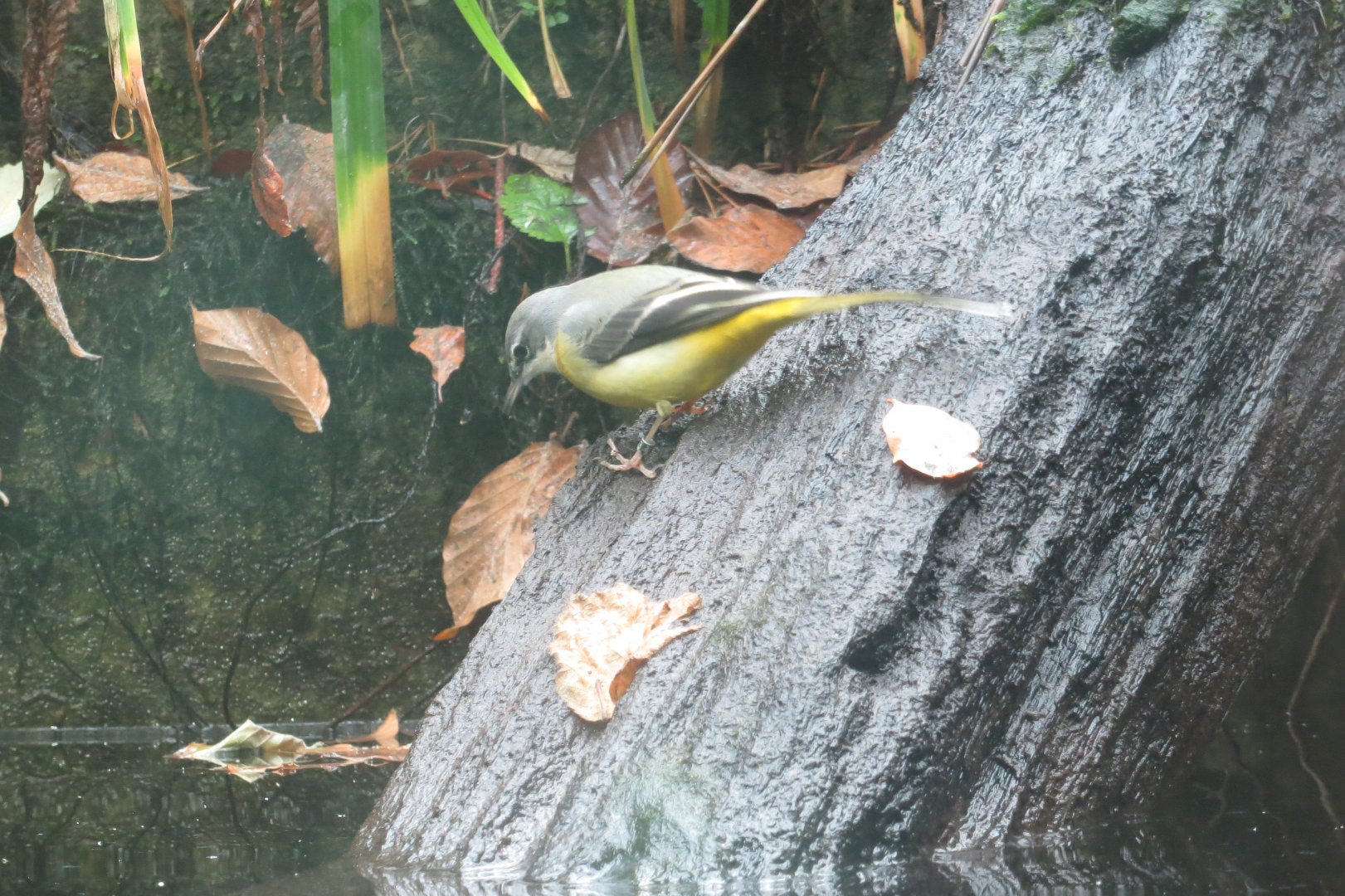 Aquarium - Grey wagtail 031218