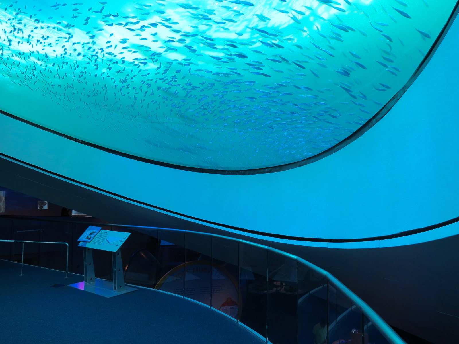 Aquarium - Gulf Stream Exhibit - The Deep Level - Oculus