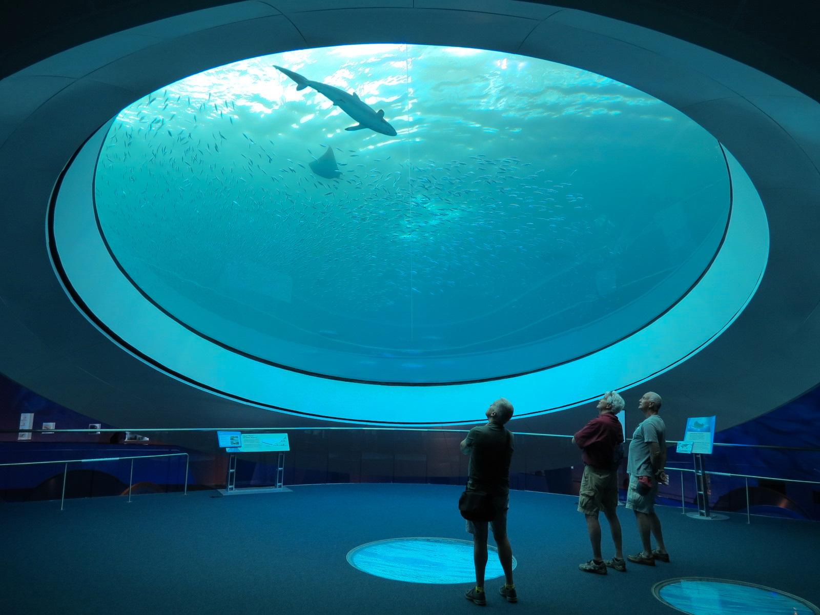 Aquarium - Gulf Stream Exhibit - The Deep Level - Oculus