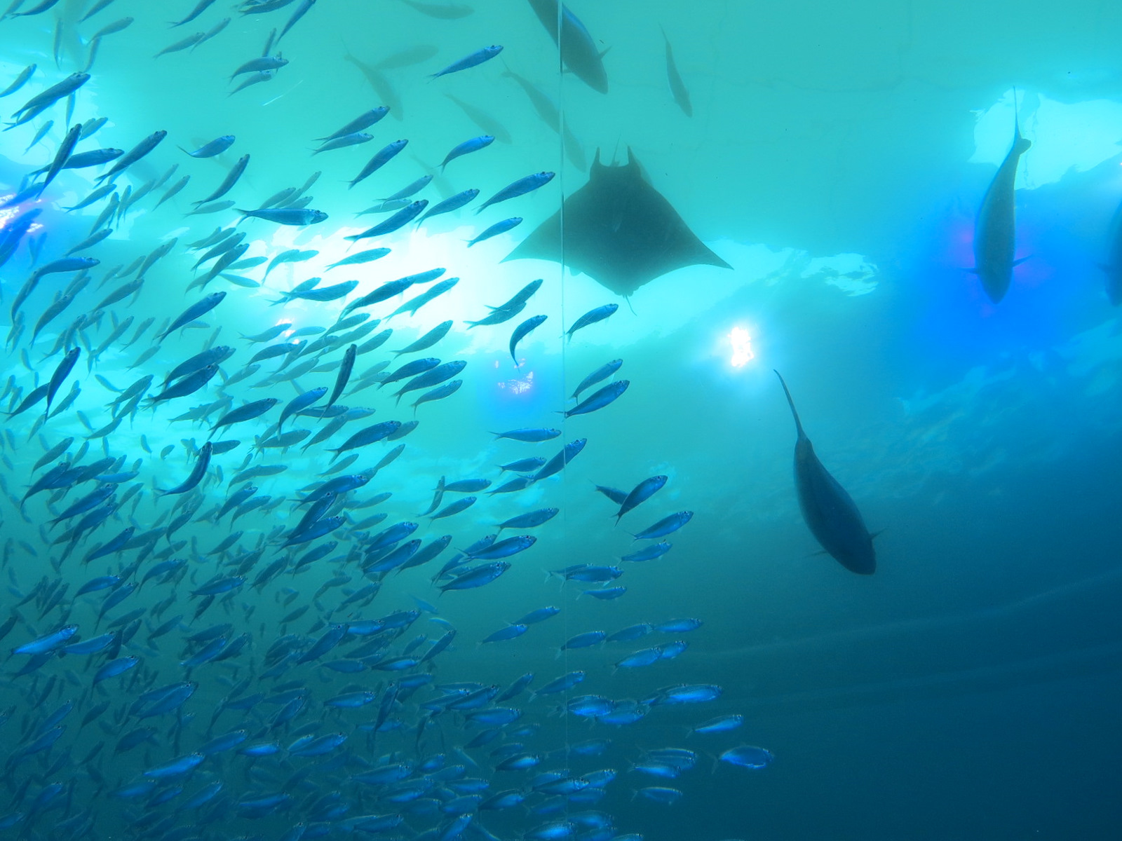 Aquarium - Gulf Stream Exhibit - The Deep Level