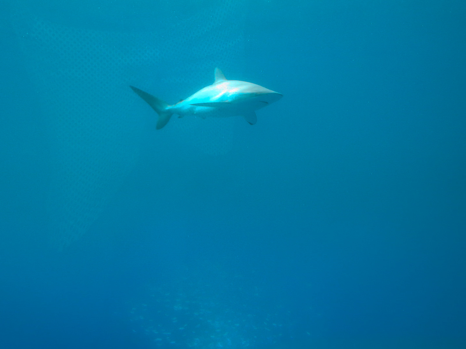 Aquarium - Gulf Stream Exhibit - The Dive Level - Silky Shark