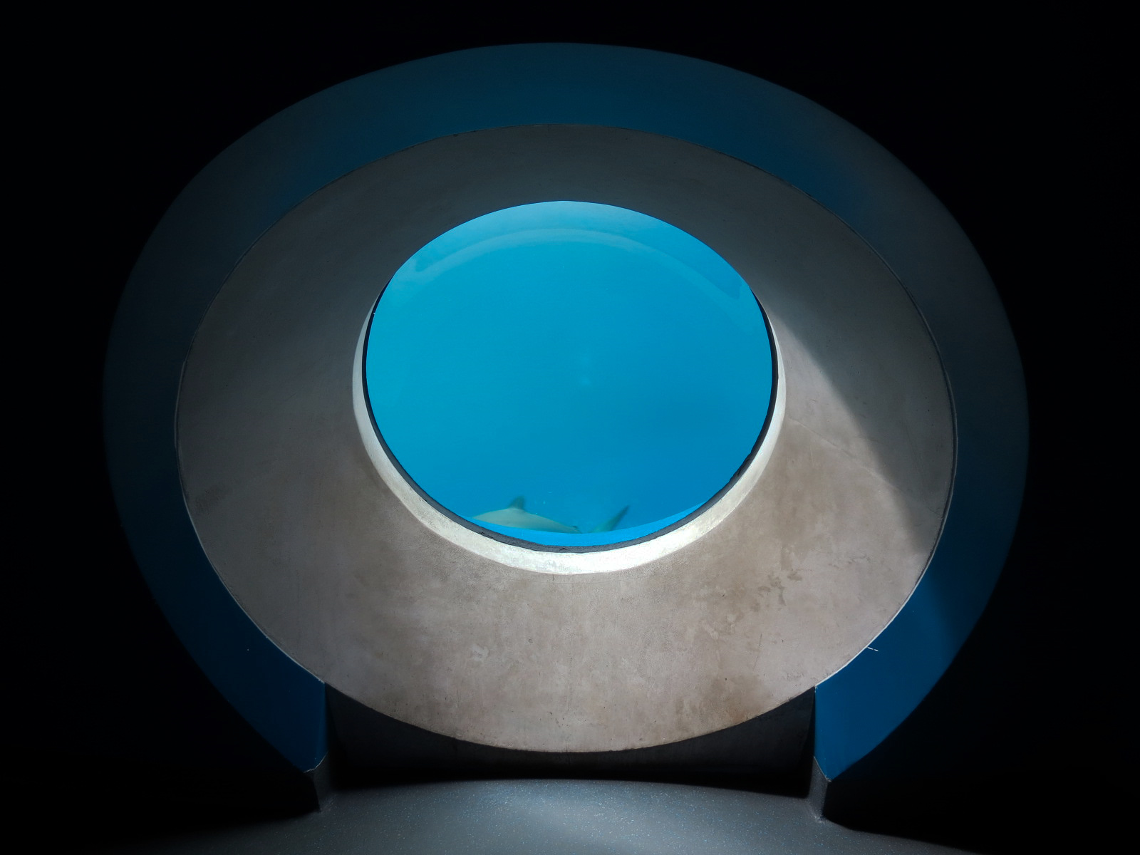 Aquarium - Gulf Stream Exhibit - The Dive Level