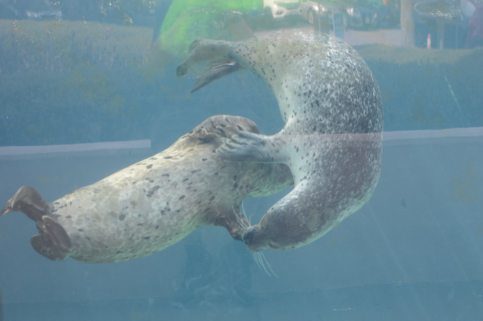 Aquarium - Harbor Seal (Phoca vitulina)
