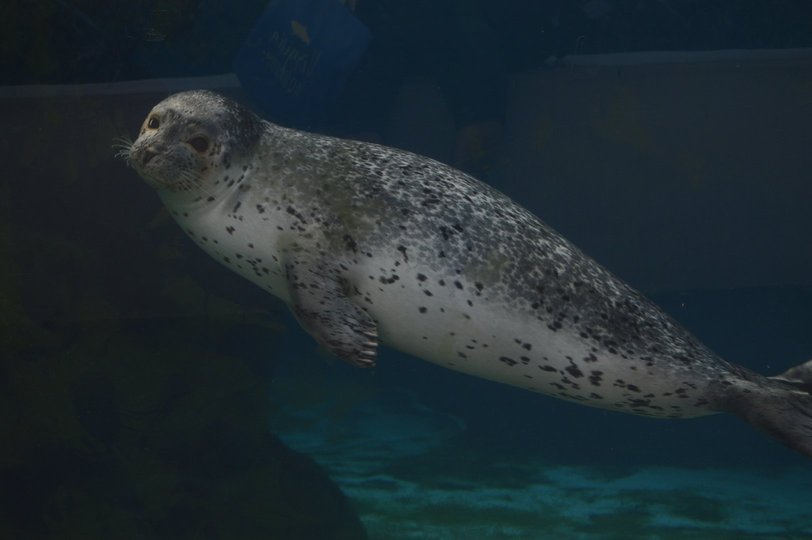 Aquarium - Harbor Seal (Phoca vitulina)