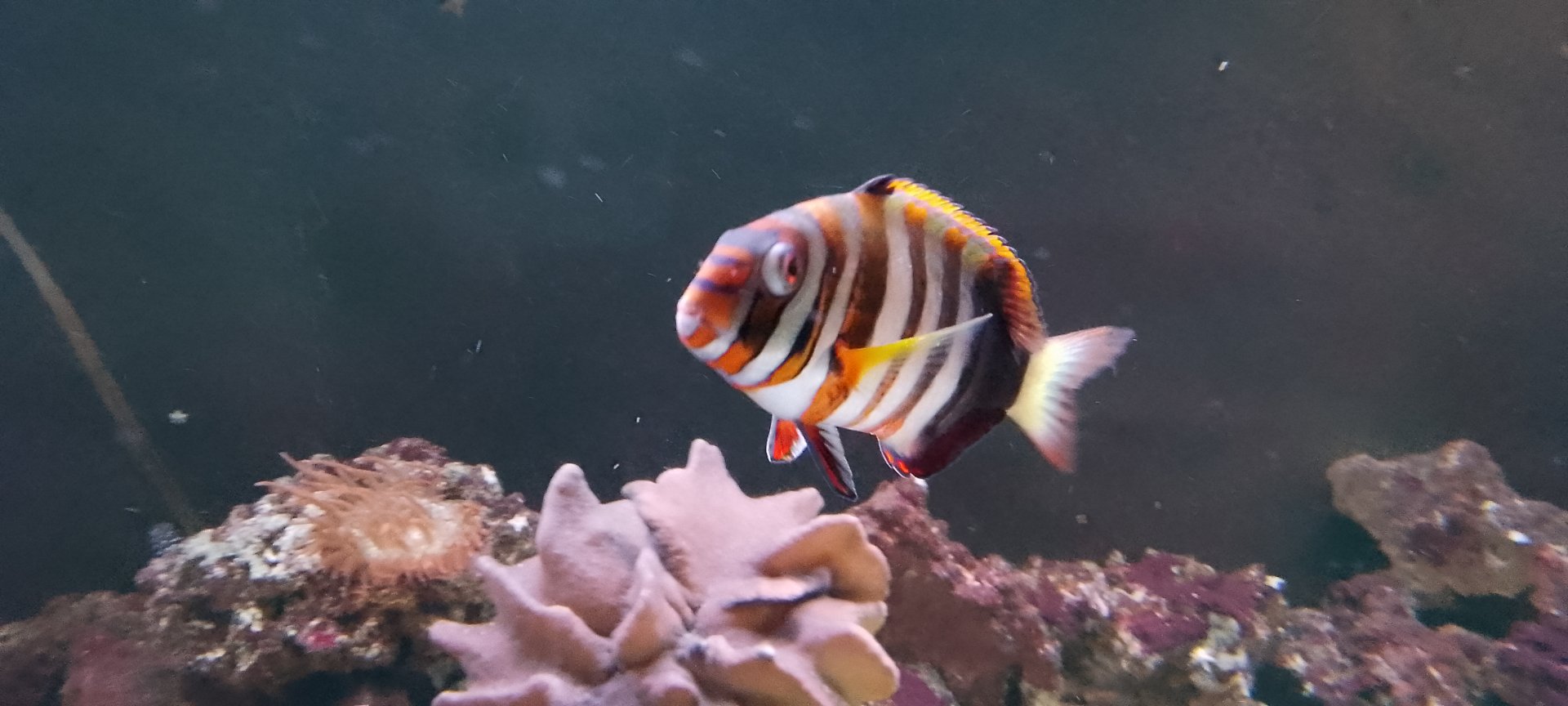 Aquarium- Harlequin Tuskfish 200225