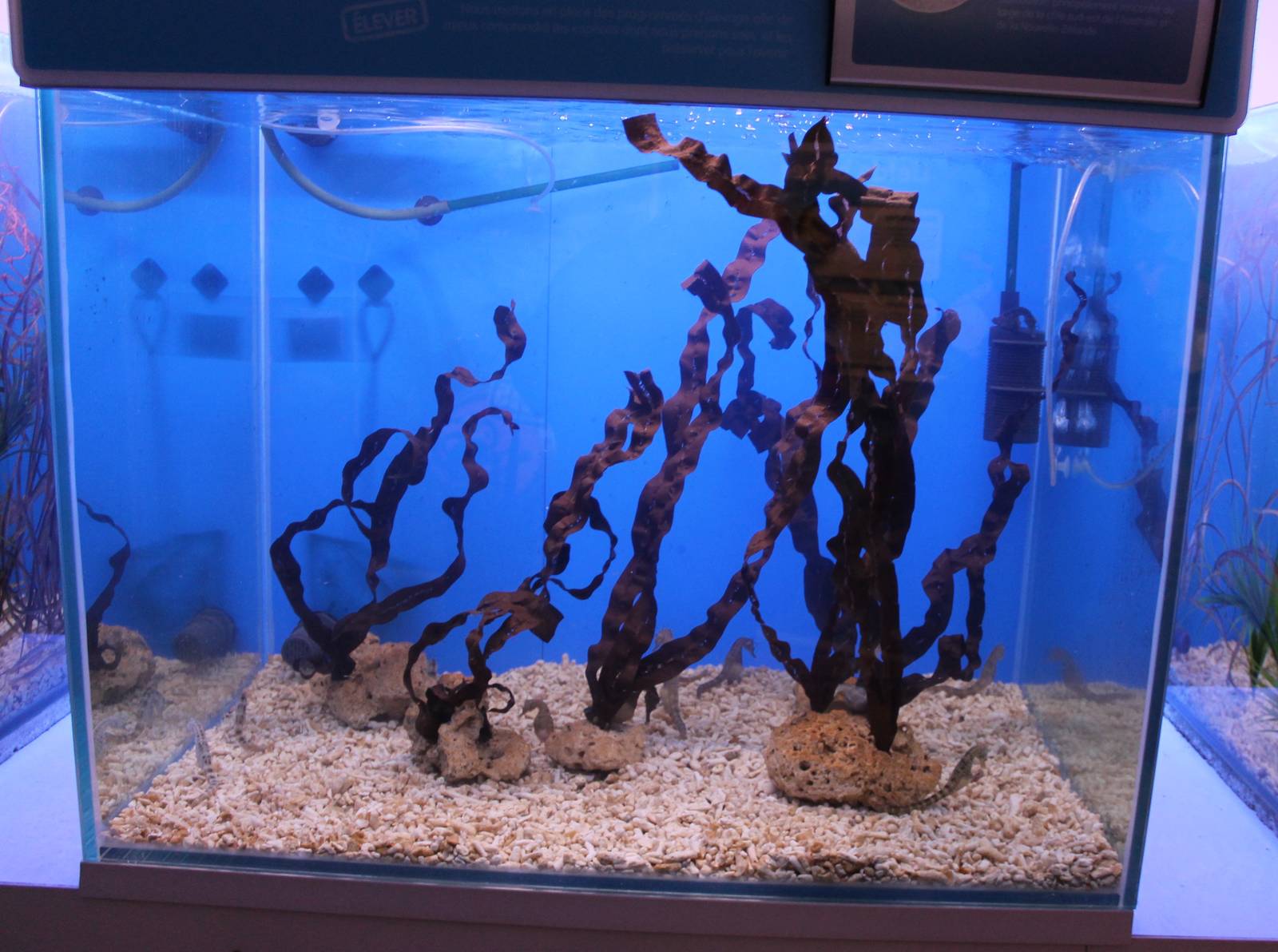 Aquarium Hippocampus abdominalis