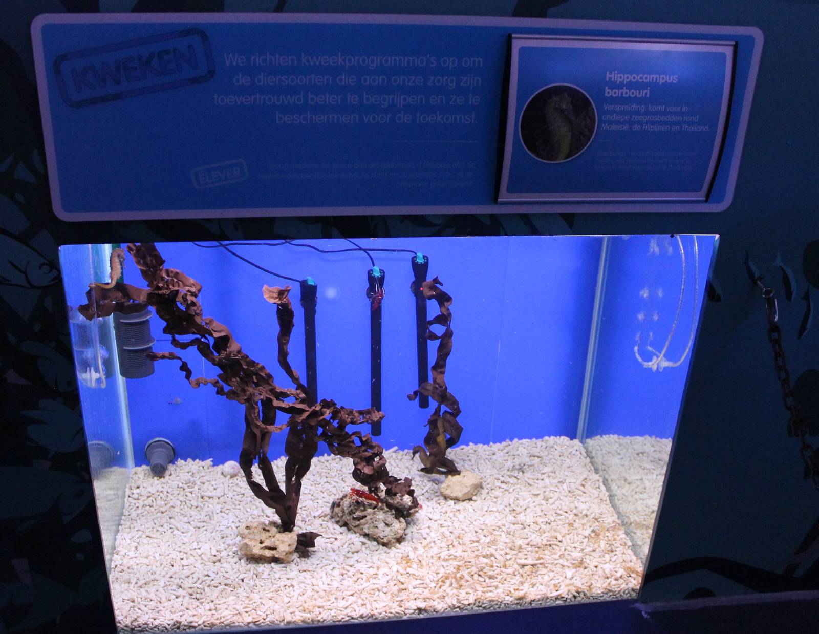 Aquarium Hippocampus barbouri