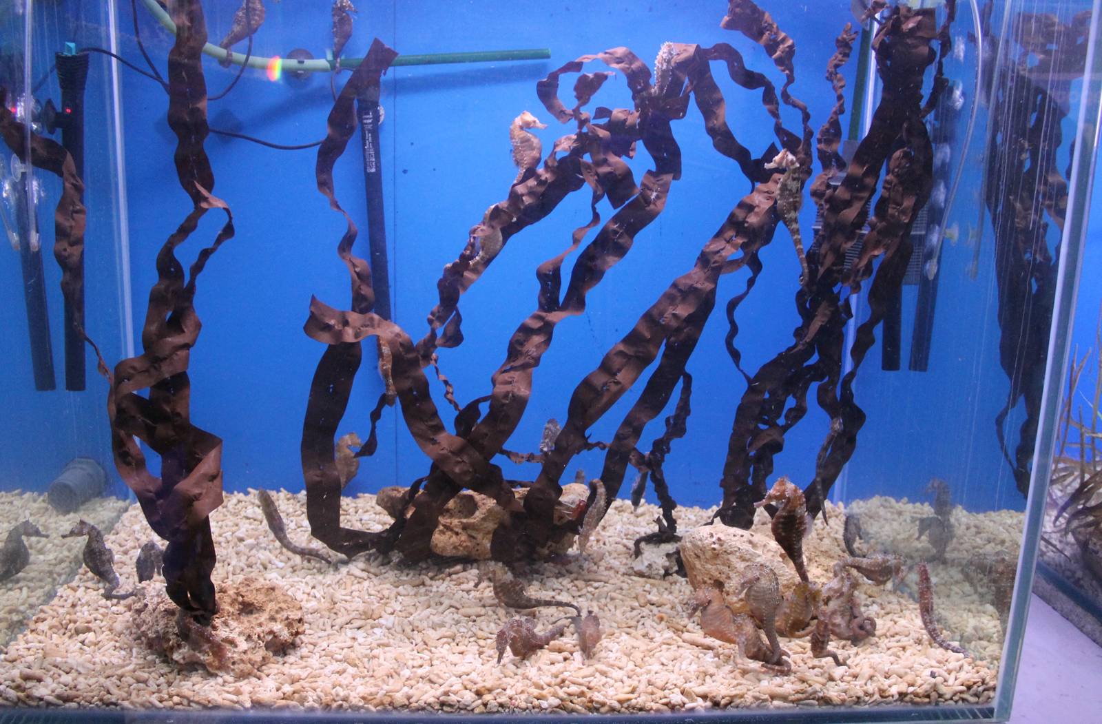 Aquarium Hippocampus erectus