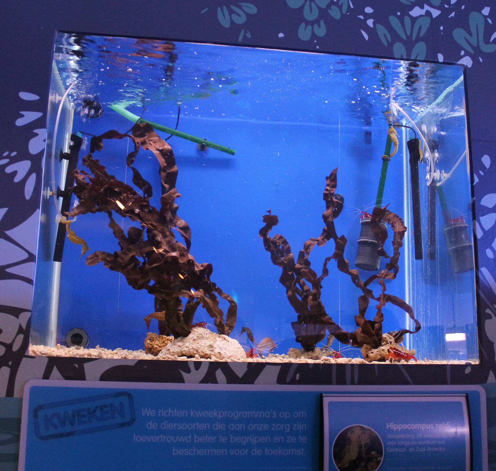 Aquarium Hippocampus reidi