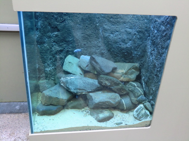 Aquarium housing cichlids