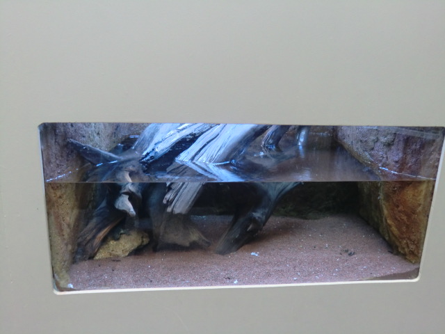 aquarium housing the juvenile box turtles born last year