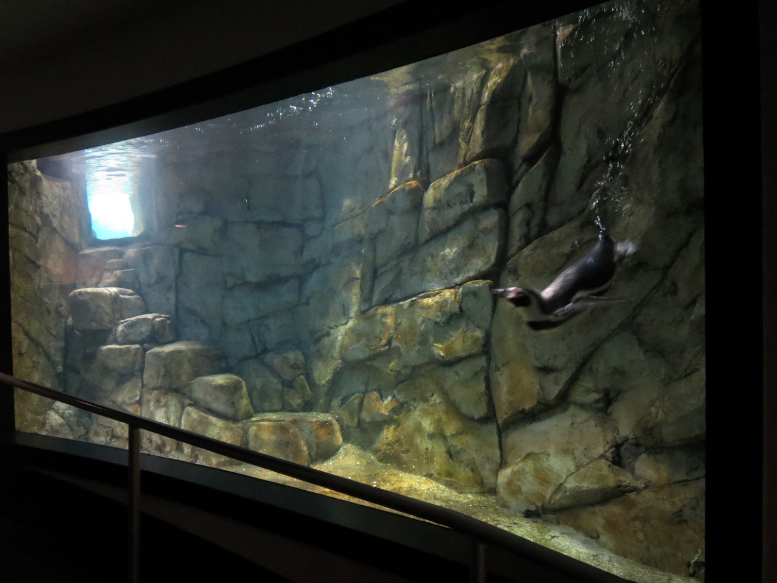 Aquarium - Humboldt Penguin Exhibit - Lower Level