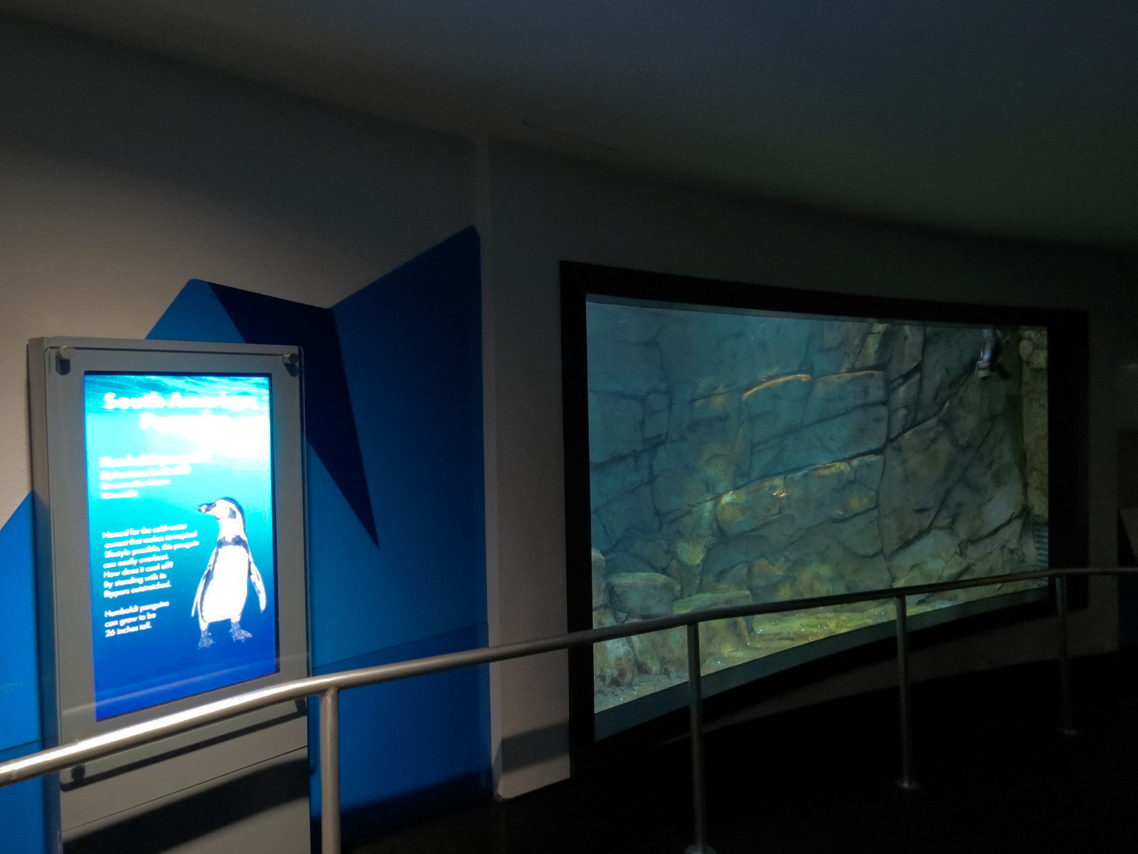 Aquarium - Humboldt Penguin Exhibit - Lower Level