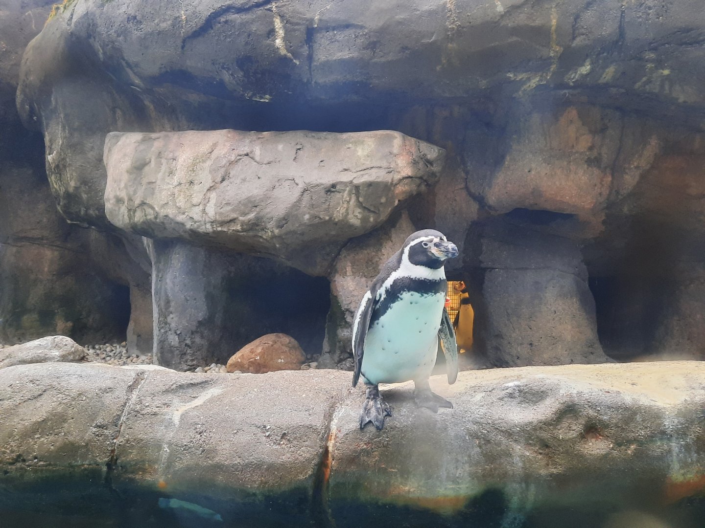 Aquarium - Humboldt Penguin
