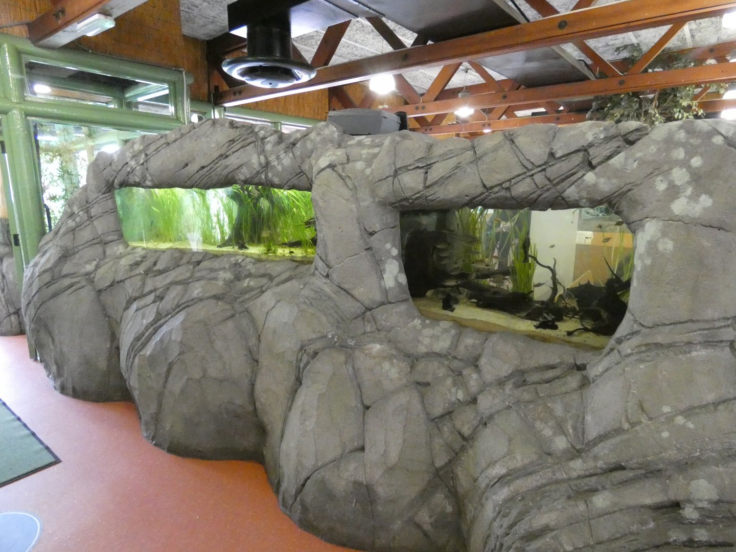 Aquarium in cafe (2)