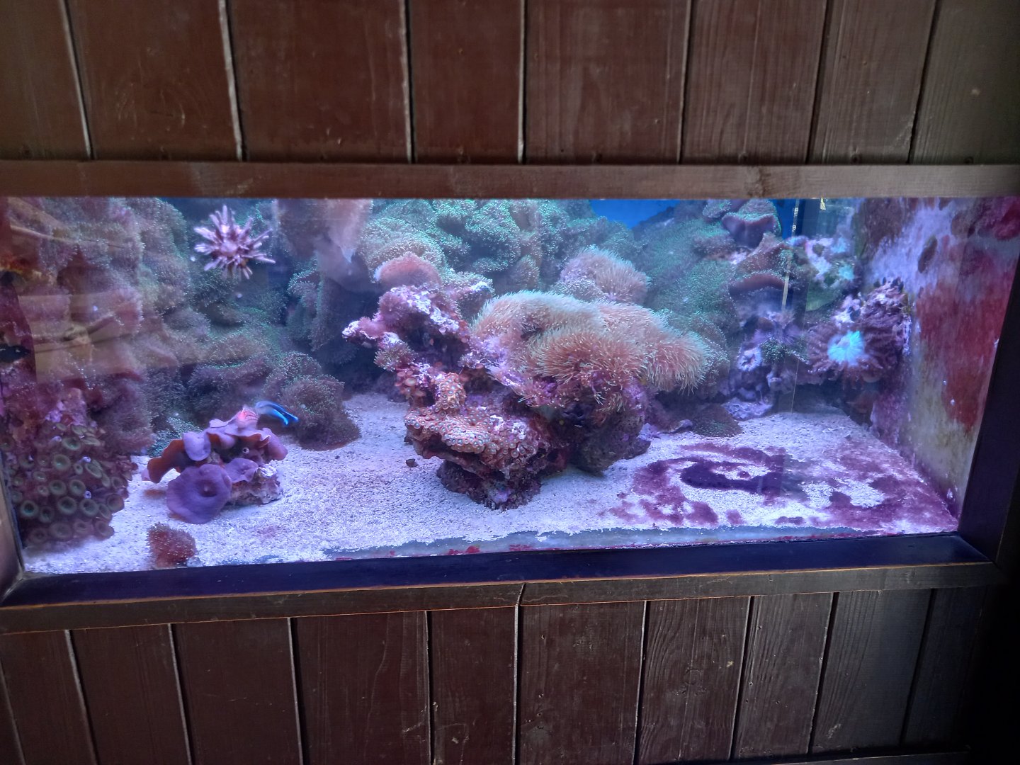 Aquarium in Carnivore house