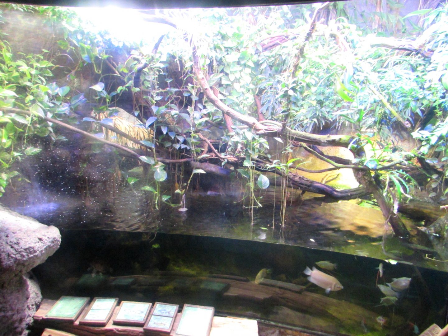 Aquarium in Indonesian Jungle Pavilion (1) - July/2017