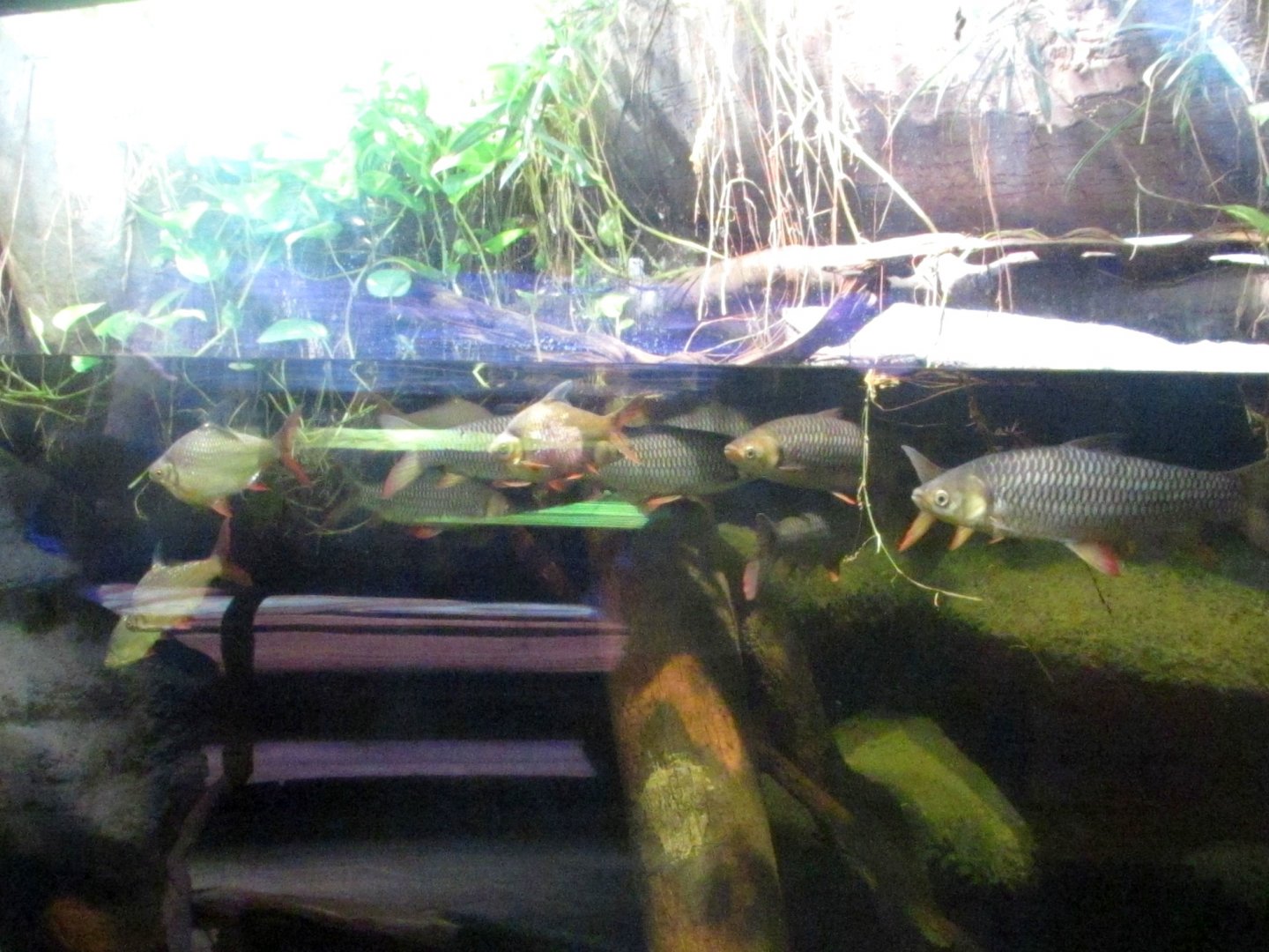 Aquarium in Indonesian Jungle Pavilion (2) - July/2017