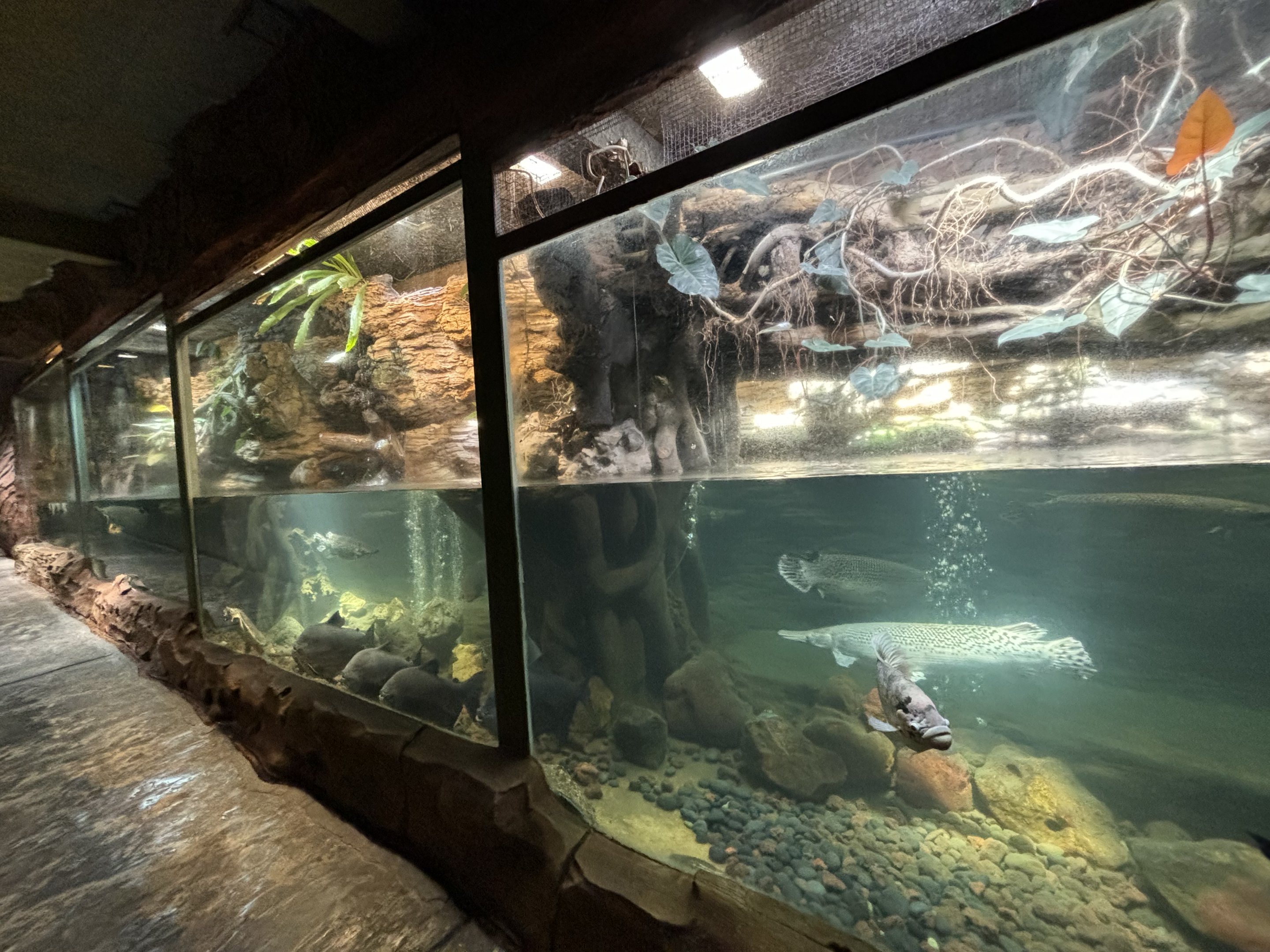 Aquarium in Reptile Tunnel