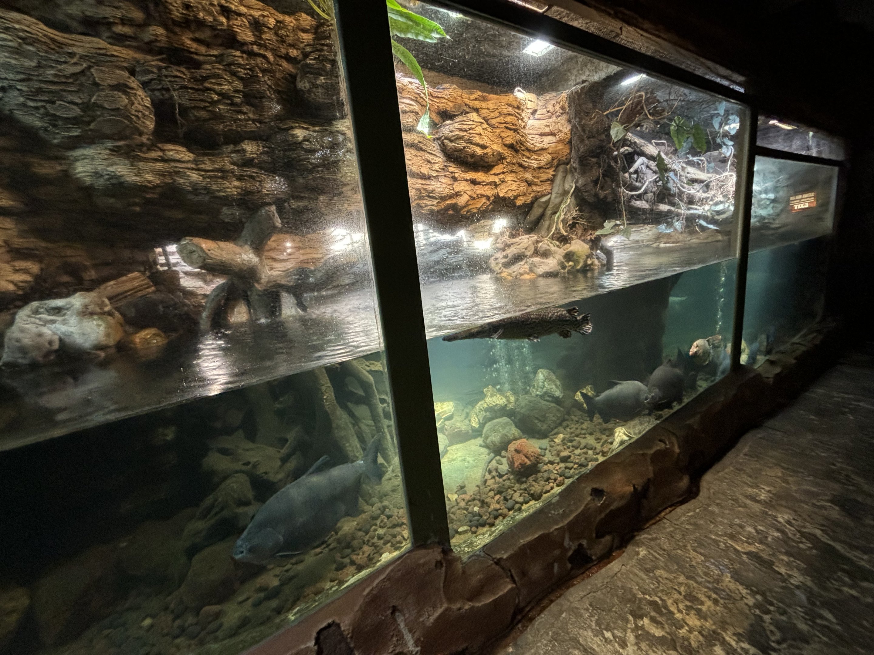 Aquarium in Reptile Tunnel