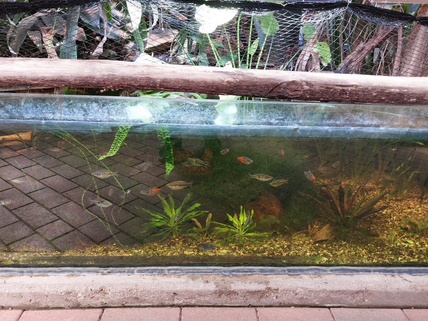 Aquarium in the bird house