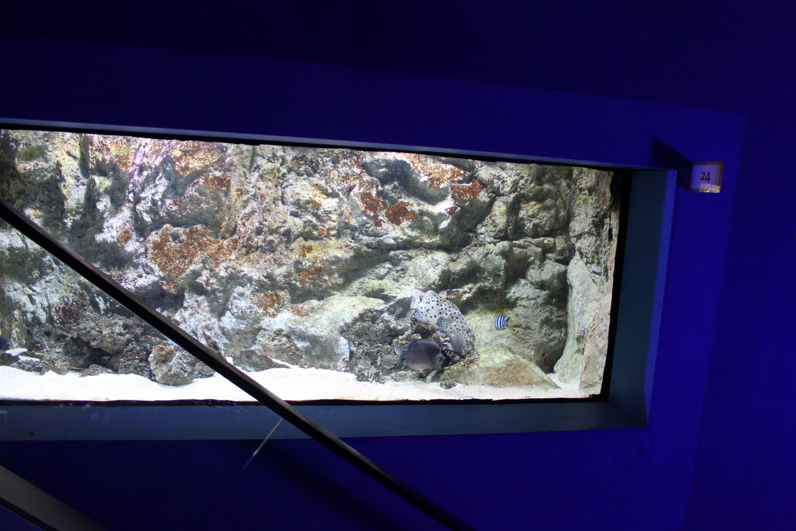 Aquarium in the escalator-wall