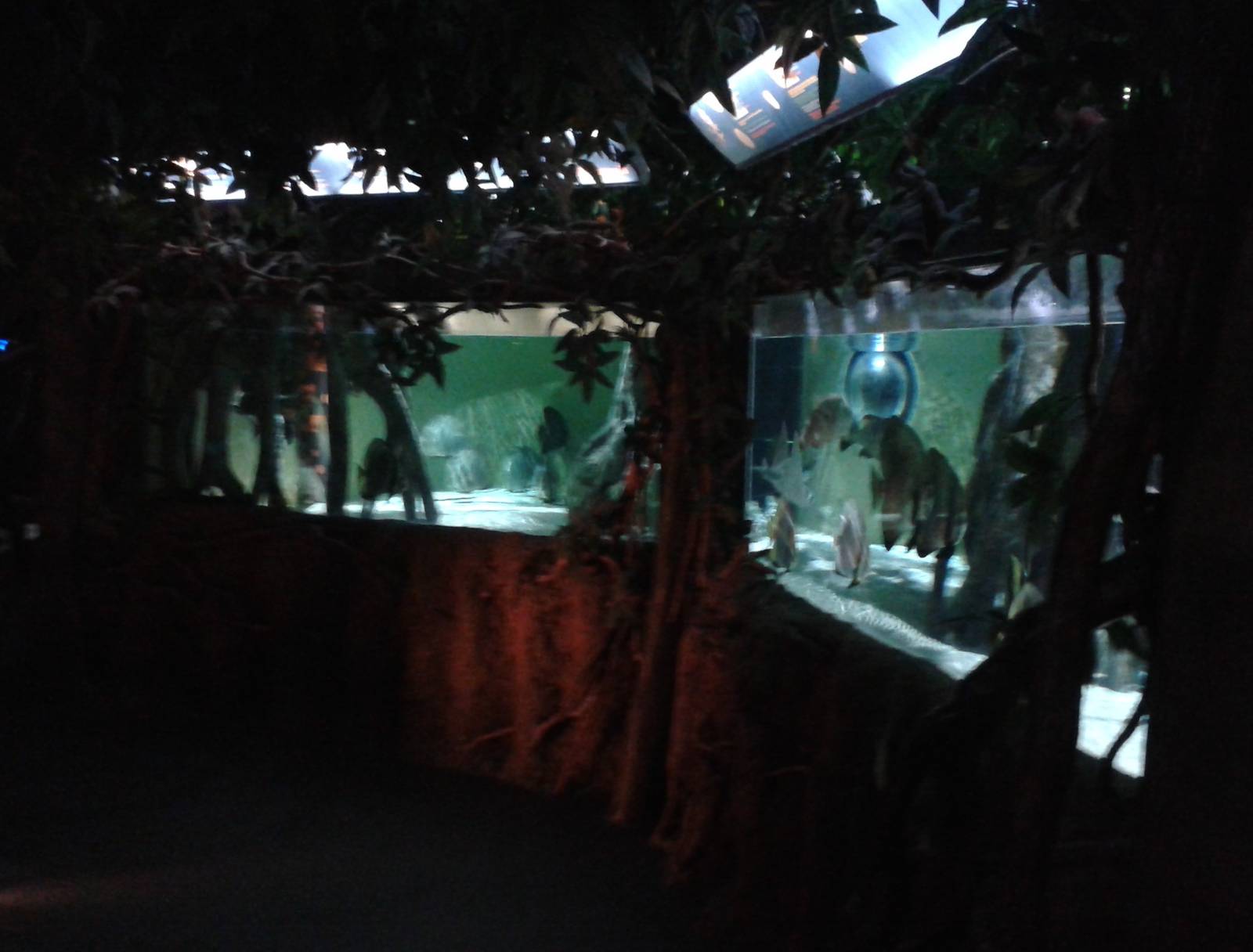 Aquarium in the Mangroves