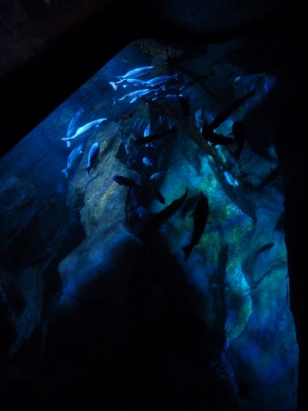 Aquarium in the 'Nautilus'