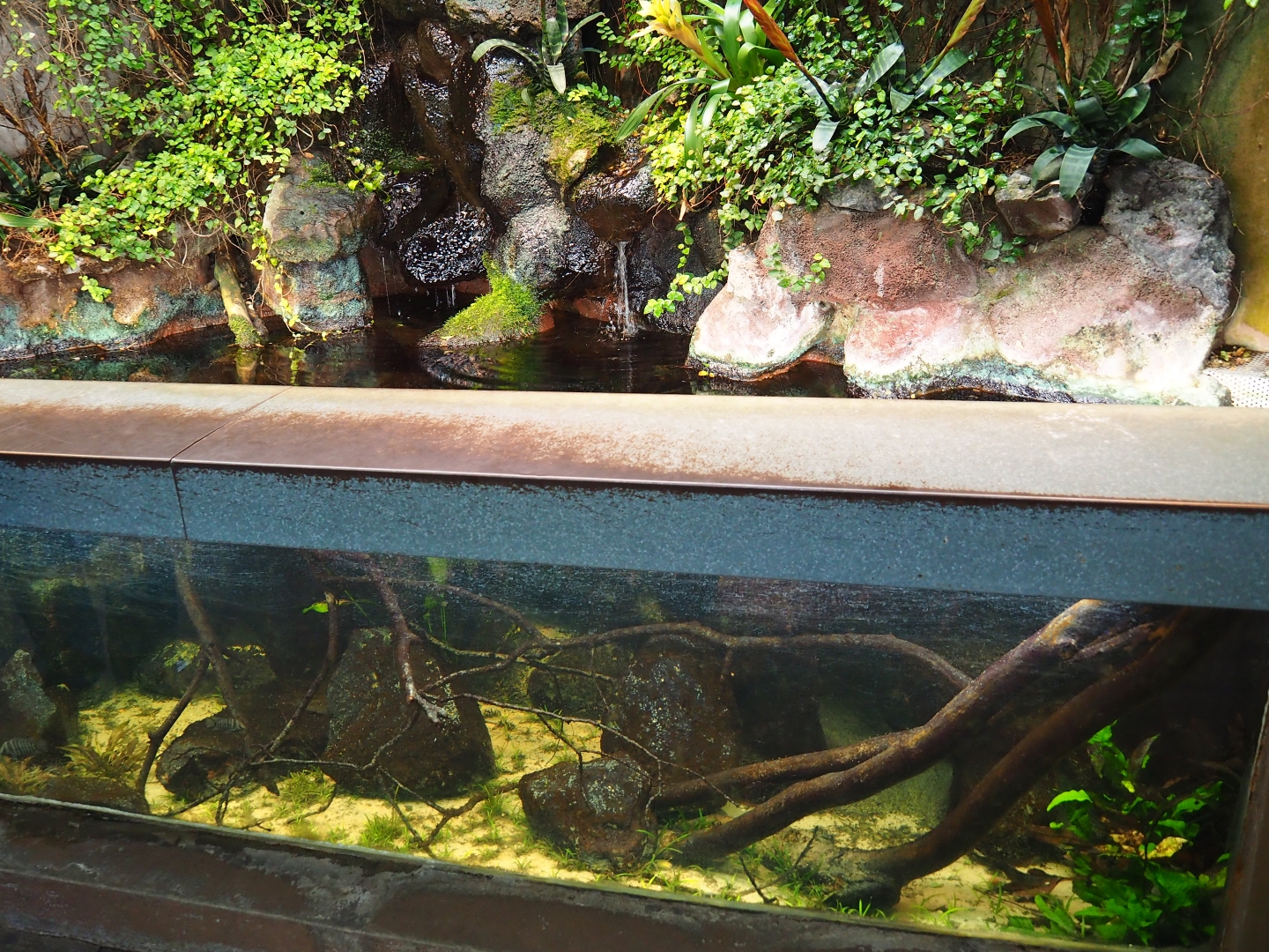 Aquarium in the old pheasantry bird house (Sep 16th, 2018)