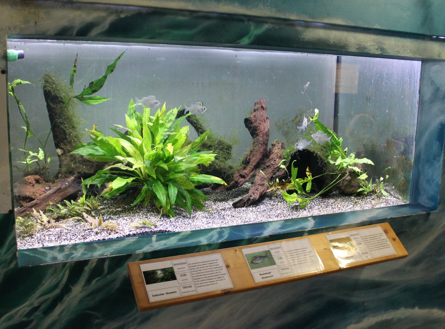 Aquarium Indian fishes