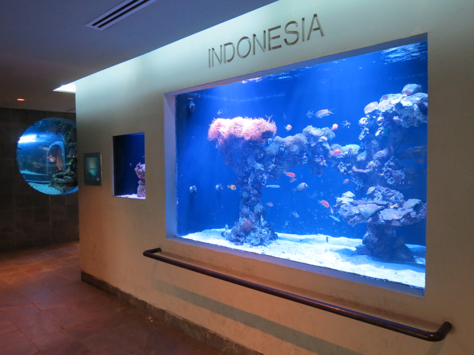 Aquarium - Indonesia Exhibits