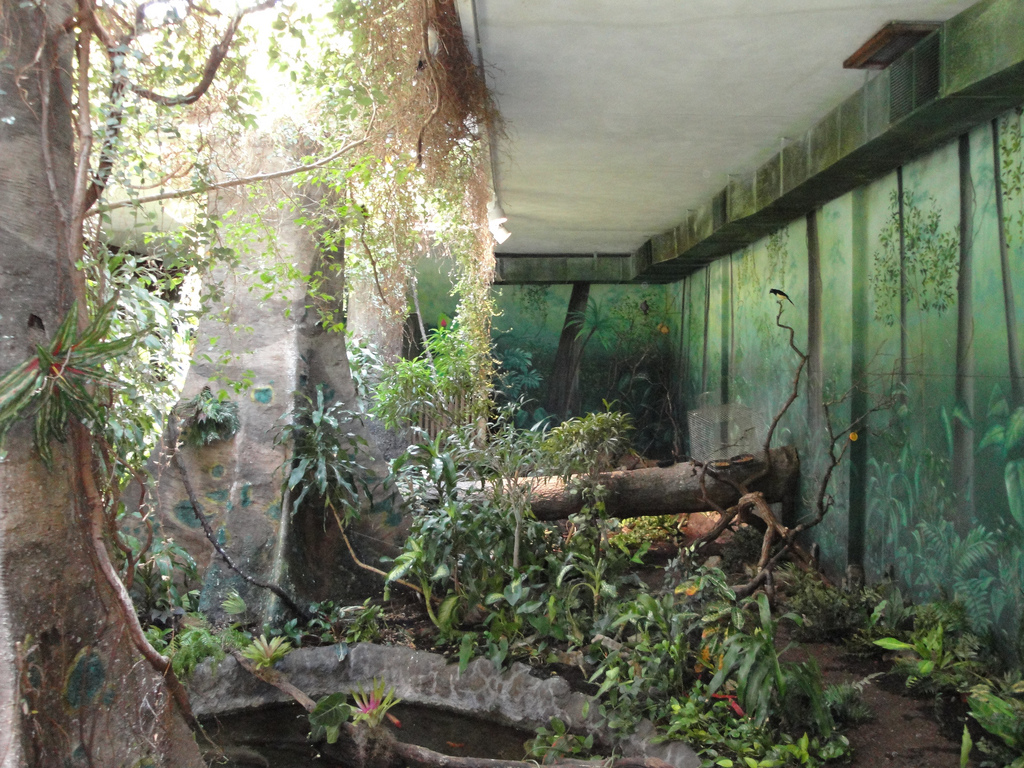 Aquarium - Indoor Rainforest